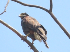 Parabuteo unicinctus unicinctus
