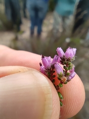 Erica albertyniae