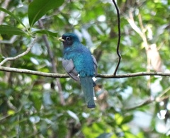 Trogon rufus