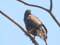 Parabuteo unicinctus unicinctus