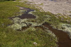 Cyperus teneristolon