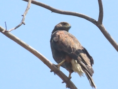 Parabuteo unicinctus unicinctus