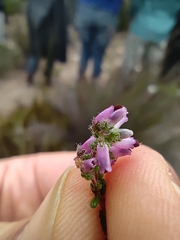 Erica albertyniae
