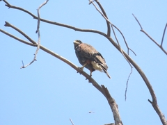 Parabuteo unicinctus unicinctus