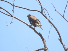 Parabuteo unicinctus unicinctus