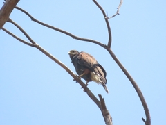 Parabuteo unicinctus unicinctus