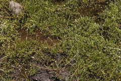 Cyperus teneristolon