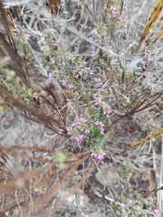 Erica albertyniae