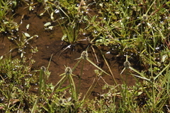 Cyperus teneristolon