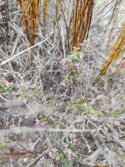 Erica albertyniae