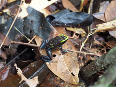 Phyllobates aurotaenia
