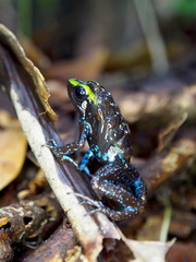 Phyllobates aurotaenia