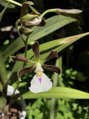 Encyclia cordigera