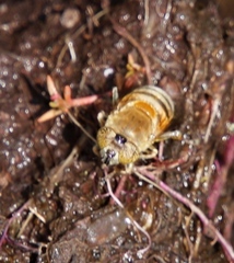 Eristalinus cacops