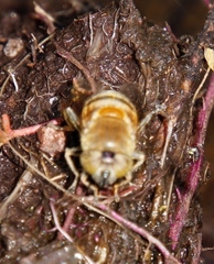 Eristalinus cacops