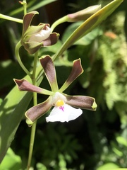 Encyclia cordigera