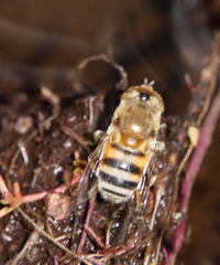 Eristalinus cacops