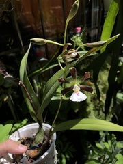 Encyclia cordigera