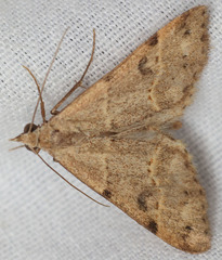 Hemeroplanis historialis