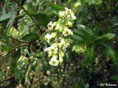 Escallonia illinita