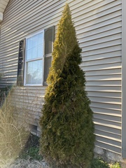Thuja occidentalis