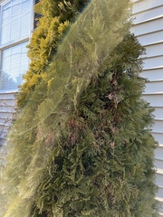 Thuja occidentalis