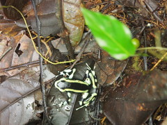 Dendrobates