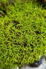 Trichostomum crispulum