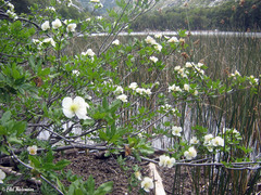 Eucryphia glutinosa