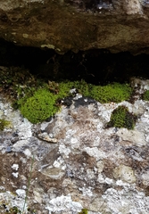 Trichostomum crispulum