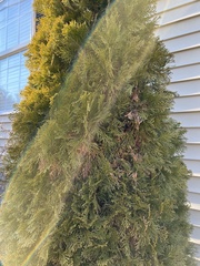 Thuja occidentalis