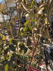 Magnoliopsida