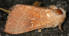 Nadata