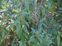 Miconia bicolor image