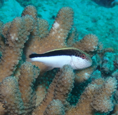 Blackside Hawkfish photo 4