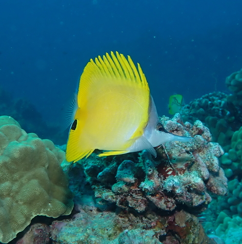 Photo of Longnose butterflyfish (Forcipiger flavissimus)