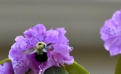 Bombus bimaculatus