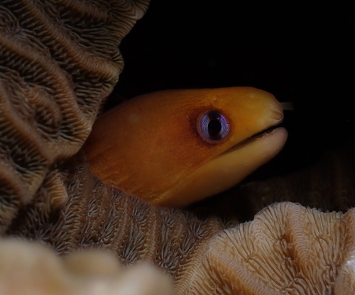 Blackspot moray (Gymnothorax melatremus) — Muraenidae — 4