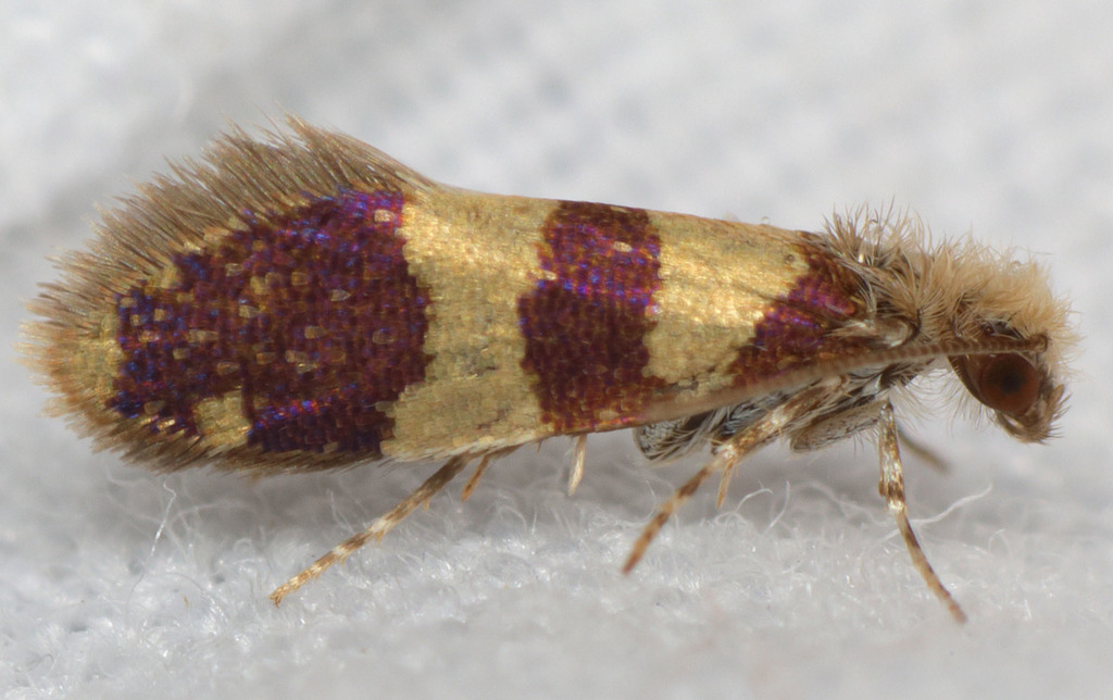 Neocrania