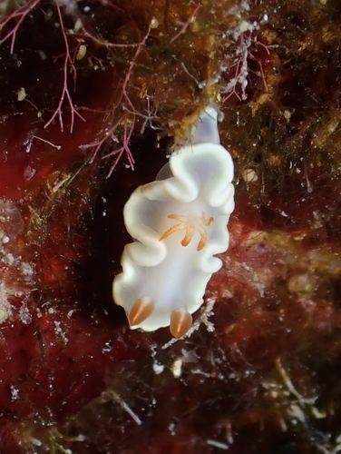 Yellow-margin Nudibranch