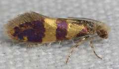 Neocrania bifasciata