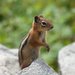 Golden-mantled Ground Squirrel - Photo (c) J. N. Stuart, some rights reserved (CC BY-NC-ND)