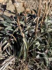 Penstemon pachyphyllus congestus