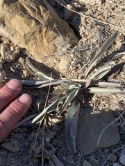 Penstemon pachyphyllus congestus