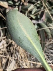 Penstemon pachyphyllus congestus
