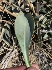 Penstemon pachyphyllus congestus