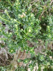 Ozothamnus rodwayi