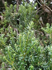 Ozothamnus rodwayi