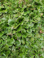 Gunnera cordifolia