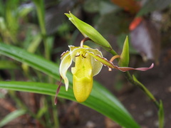 Phragmipedium longifolium